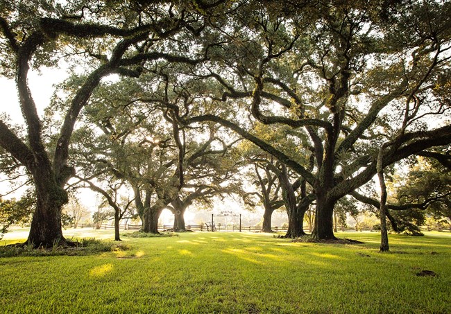 Cane River Creole Historical Park Trees